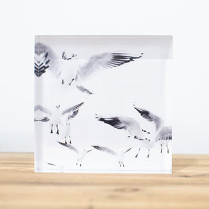 Bloc Plexi 10x10 cm - MOUETTES PARIS